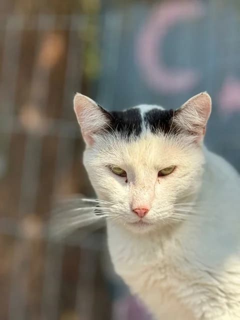 Posypka, 6yo Mixed Breed for adoption at Miluszków Schronisko Piła