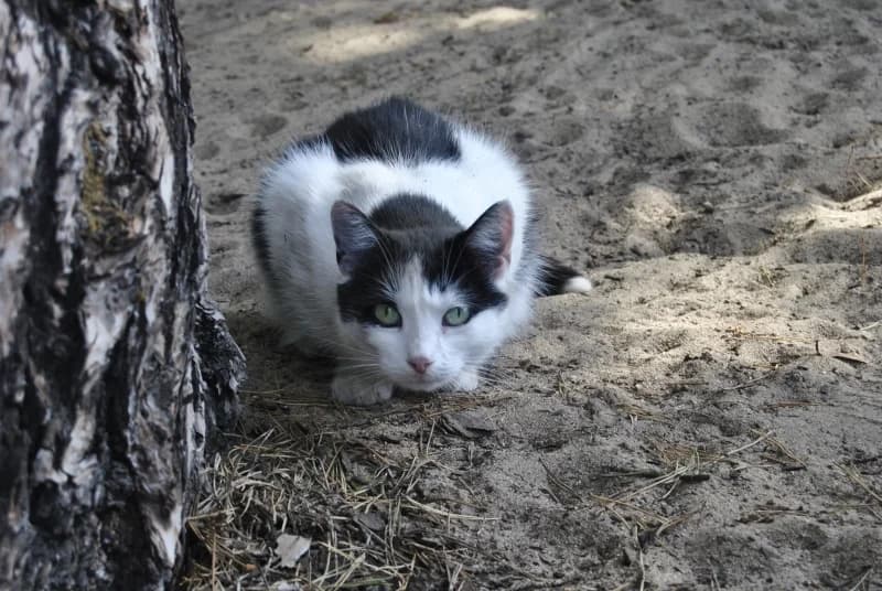Hekate, 7yo Mixed Breed for adoption at Miluszków Schronisko Piła