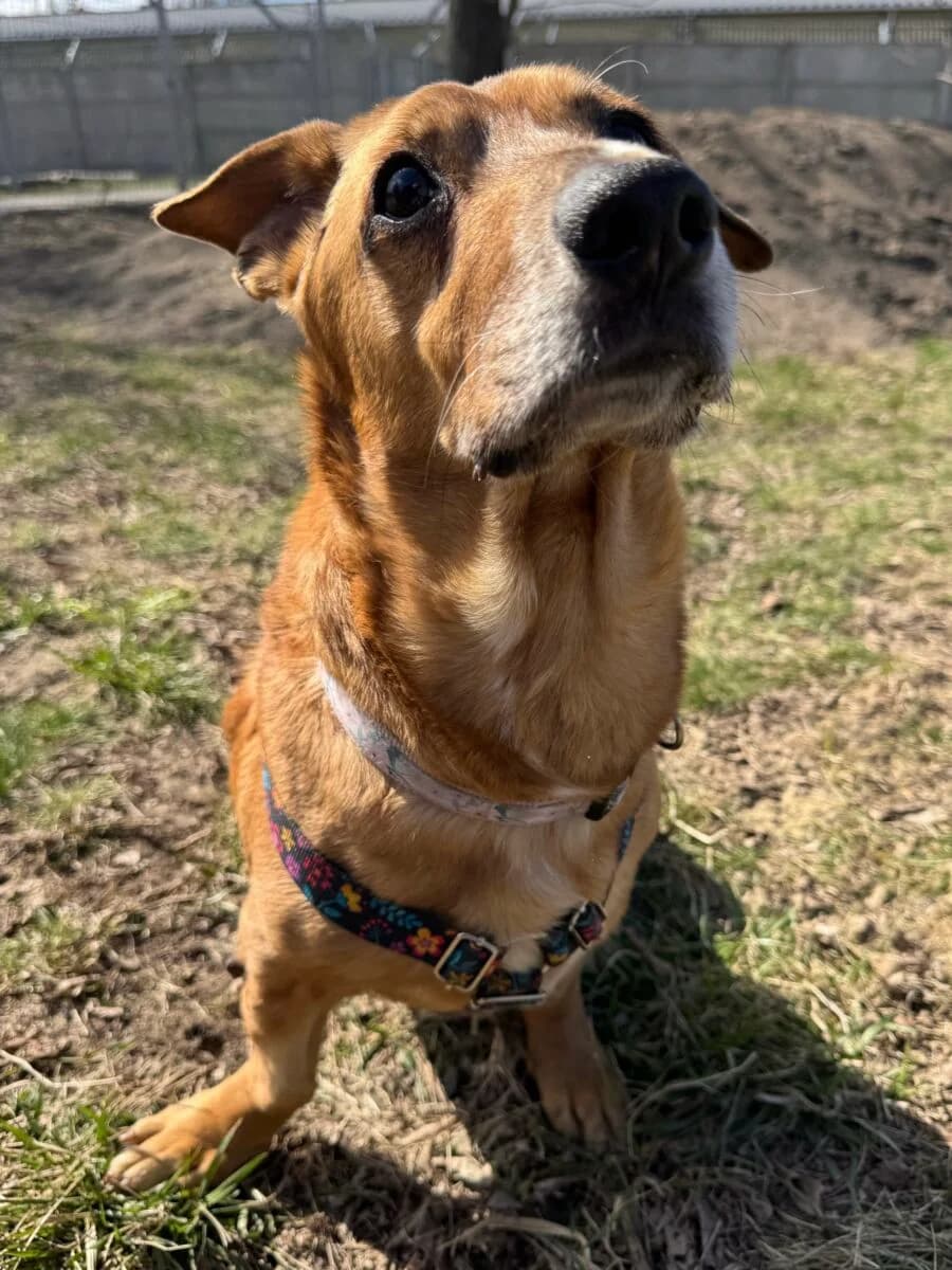 Bolo, male Mixed Breed for adoption at Schronisko dla Zwierząt w Poznaniu, Poznan