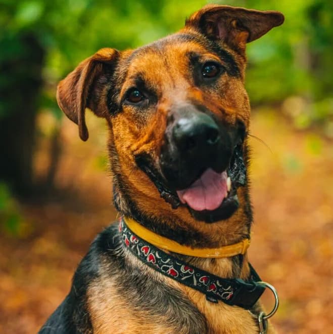 Keks, male senior mixed breed for adoption at Schronisko dla Zwierząt w Poznaniu, Poznan