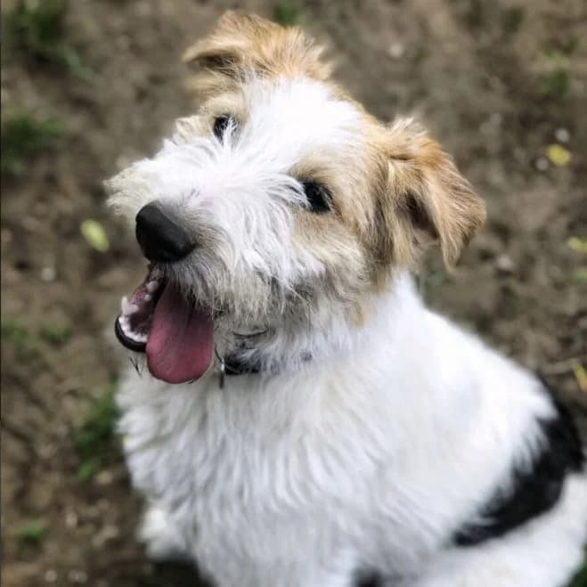 Ozi, male 6yo mixed breed for adoption at Schronisko dla Zwierząt w Poznaniu, Poznan