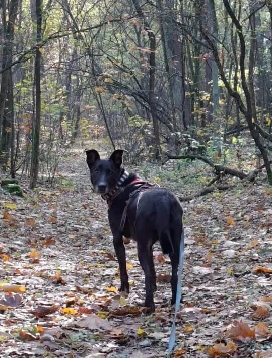 Layla, female senior mixed breed for adoption at Schronisko dla Zwierząt w Poznaniu, Poznan