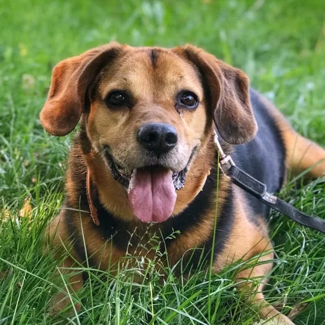 Kajtek, male senior Beagle for adoption at Schronisko dla Zwierząt w Poznaniu, Poznan