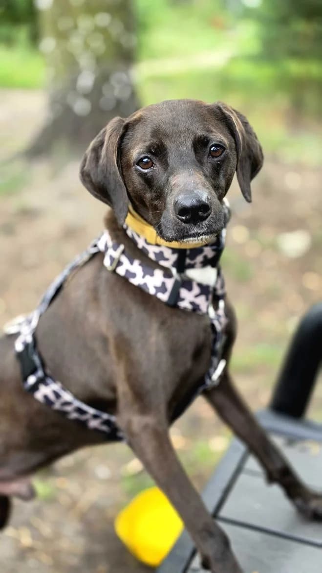 Elmo, male 5yo mixed breed for adoption at Schronisko dla Zwierząt w Poznaniu, Poznan