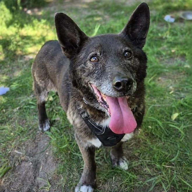 Deryl, male senior mixed breed for adoption at Schronisko dla Zwierząt w Poznaniu, Poznan