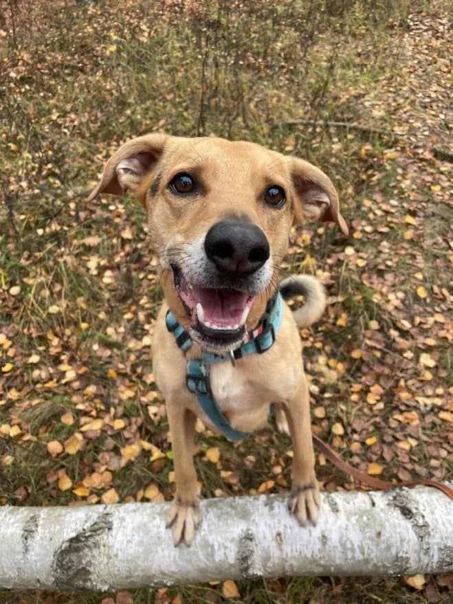 Bakcyl, male 7yo mixed breed for adoption at Schronisko dla Zwierząt w Poznaniu, Poznan