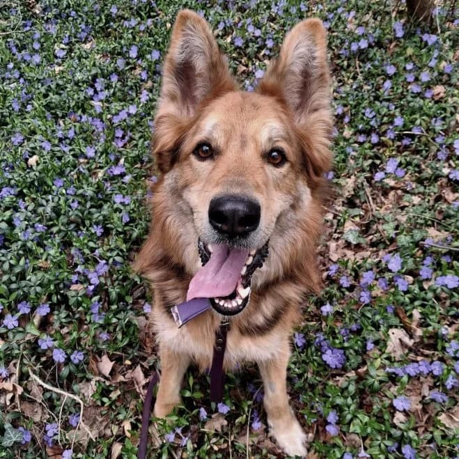 JarJar (JJ), male 6yo German Shepherd for adoption at Schronisko dla Zwierząt w Poznaniu, Poznan
