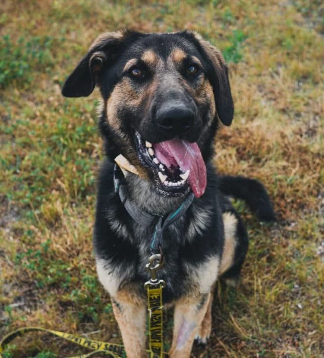 Dżero, male 5yo German Shepherd for adoption at Schronisko dla Zwierząt w Poznaniu, Poznan