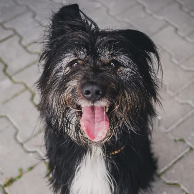 Kazik, male 5yo mixed breed for adoption at Schronisko dla Zwierząt w Poznaniu, Poznan