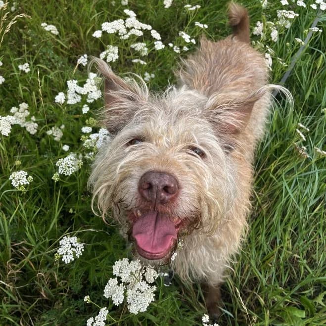 Zaja, female 5yo mixed breed for adoption at Schronisko dla Zwierząt w Poznaniu, Poznan