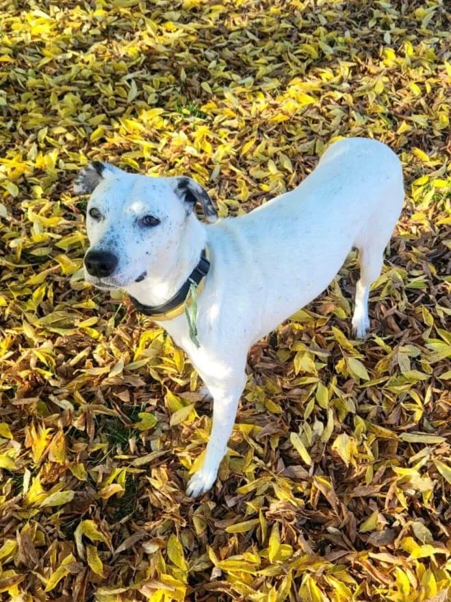 Bianka, female 7yo mixed breed for adoption at Schronisko dla Zwierząt w Poznaniu, Poznan