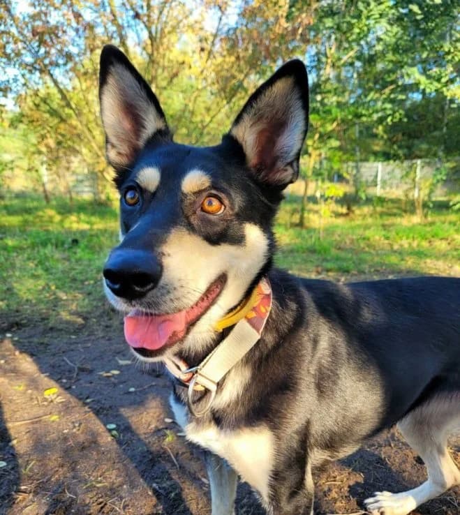 Tekla, female 6yo mixed breed for adoption at Schronisko dla Zwierząt w Poznaniu, Poznan