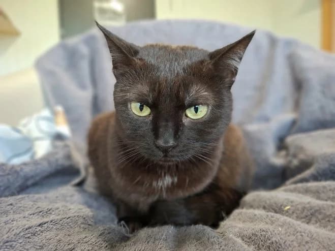 Mamusia FeLV+, female 5yo mixed breed for adoption at Schronisko dla Zwierząt w Poznaniu, Poznan
