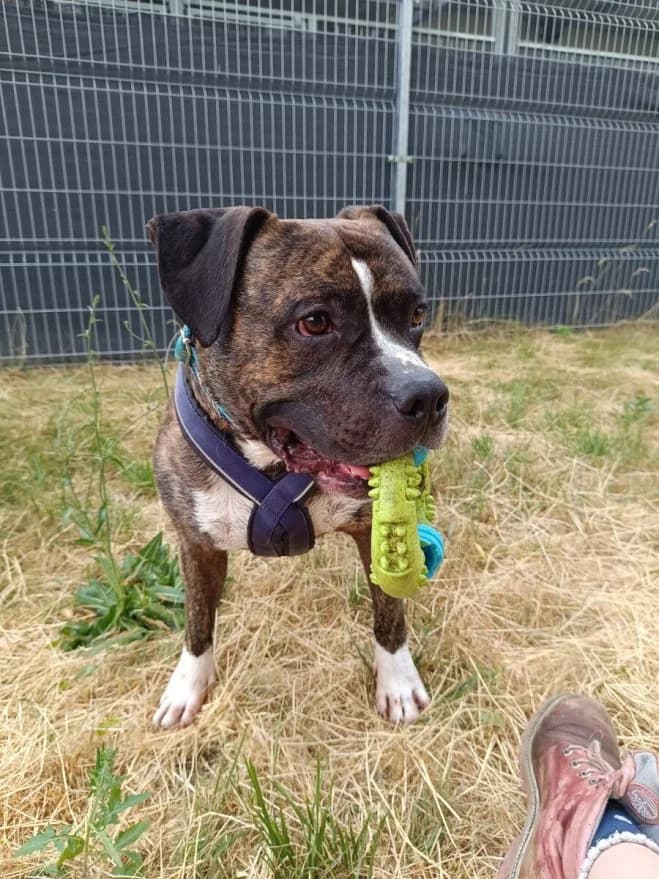 Lui, male 7yo American Staffordshire Terrier for adoption at Schronisko dla Zwierząt w Poznaniu, Poznan