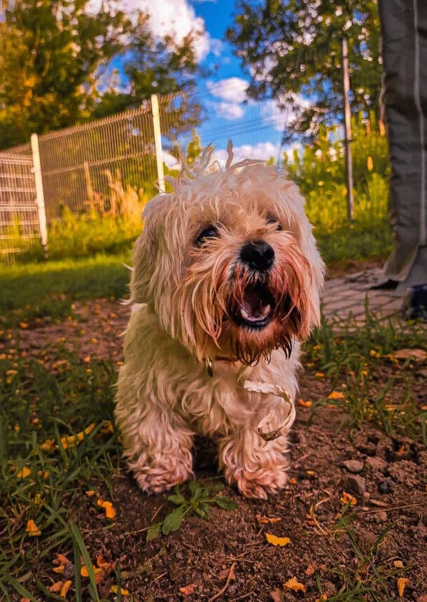Gustaw, male 7yo mixed breed for adoption at Schronisko dla Zwierząt w Poznaniu, Poznan
