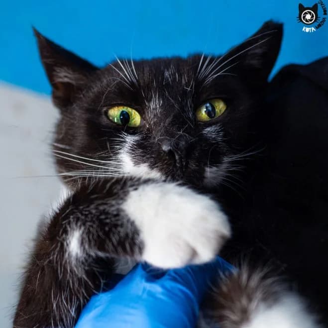 Florek FIV+, male senior mixed breed for adoption at Schronisko dla Zwierząt w Poznaniu, Poznan