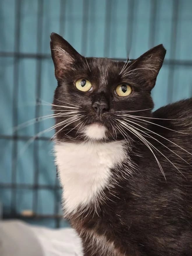 Dzidzia FIV+, female 6yo mixed breed for adoption at Schronisko dla Zwierząt w Poznaniu, Poznan
