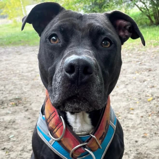 Luna, female 7yo mixed breed for adoption at Schronisko dla Zwierząt w Poznaniu, Poznan