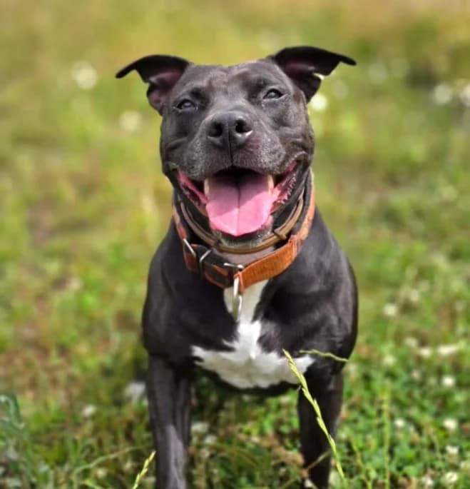 Luna, female 7yo mixed breed for adoption at Schronisko dla Zwierząt w Poznaniu, Poznan