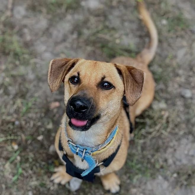Rokki, male 3yo mixed breed for adoption at Schronisko dla Zwierząt w Poznaniu, Poznan