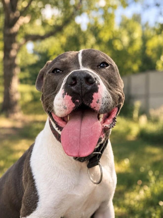 Tyson, male 5yo mixed breed for adoption at Schronisko dla Zwierząt w Poznaniu, Poznan
