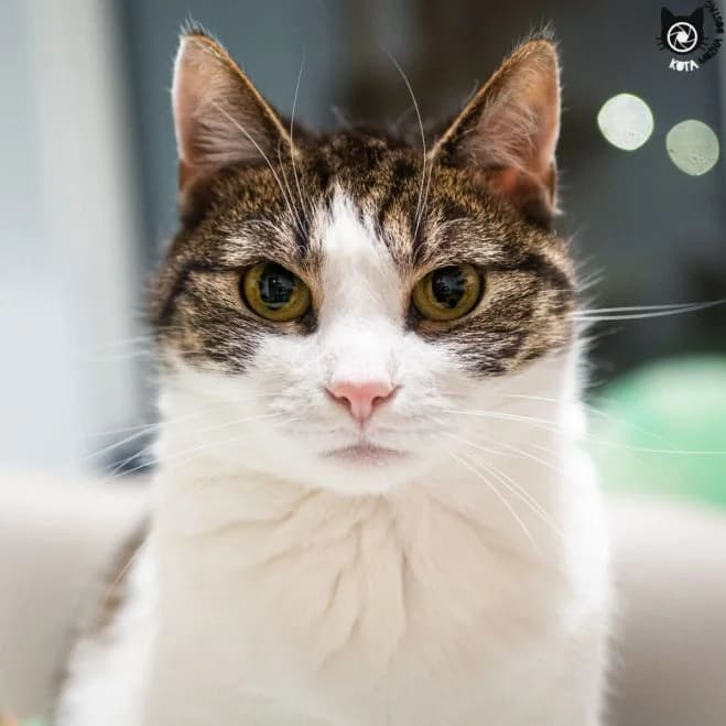 Ostrożna, female 5yo mixed breed for adoption at Schronisko dla Zwierząt w Poznaniu, Poznan