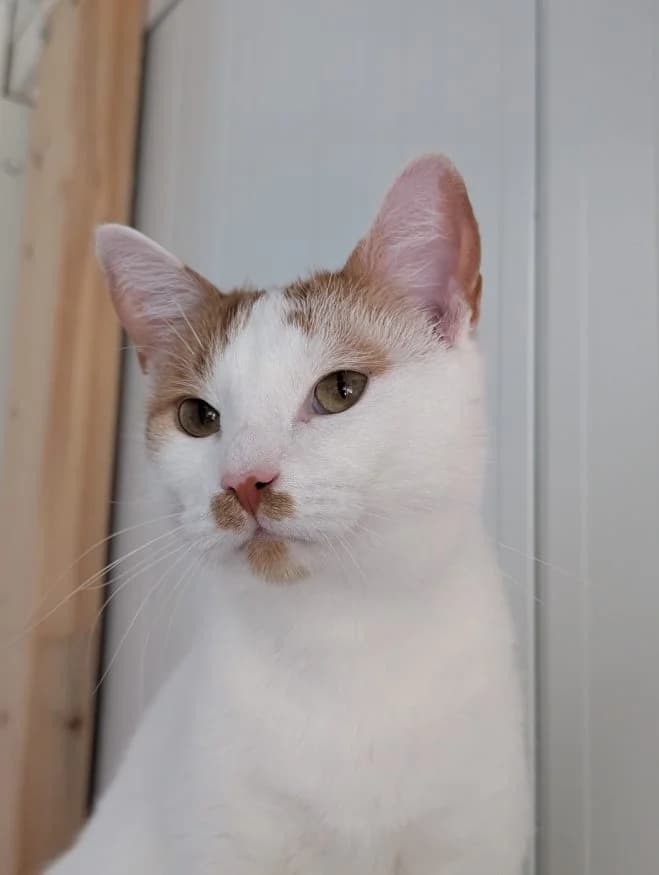 Kropek, male 4yo mixed breed for adoption at Schronisko dla Zwierząt w Poznaniu, Poznan