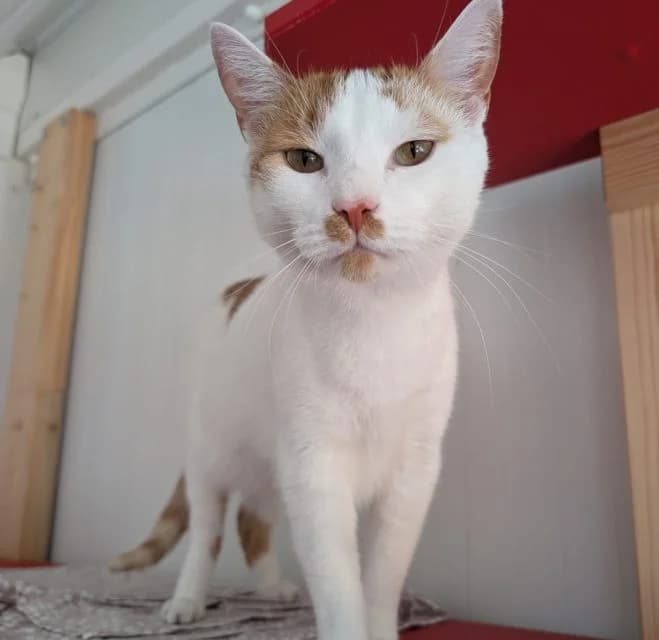 Kropek, male 4yo mixed breed for adoption at Schronisko dla Zwierząt w Poznaniu, Poznan