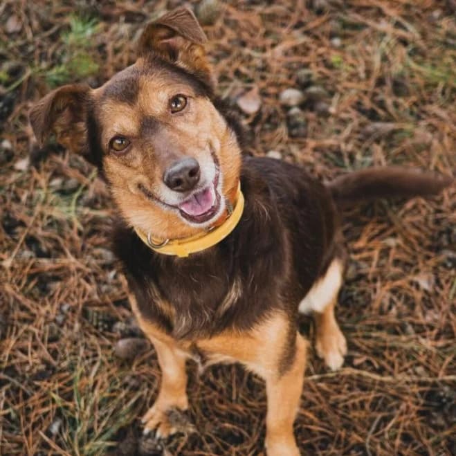 Siena, female senior mixed breed for adoption at Schronisko dla Zwierząt w Poznaniu, Poznan