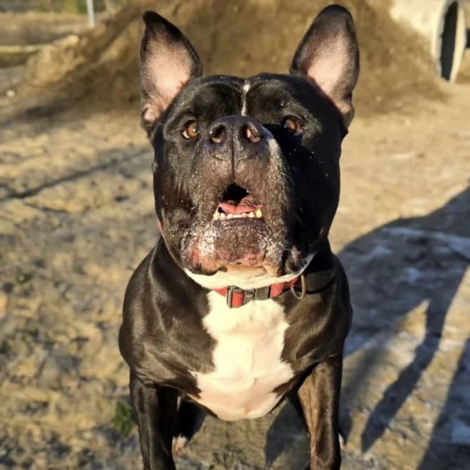 Gru, male 4yo mixed breed for adoption at Schronisko dla Zwierząt w Poznaniu, Poznan