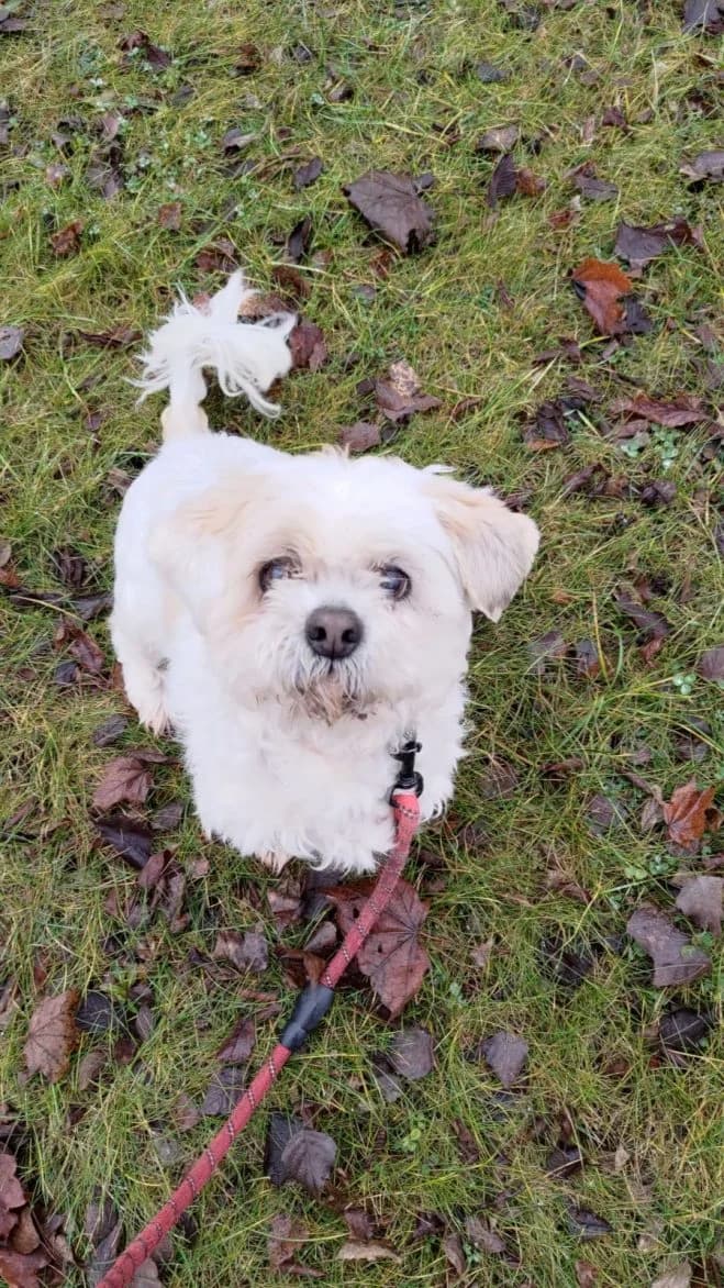 Frodo, male senior Shih Tzu for adoption at Schronisko dla Zwierząt w Poznaniu, Poznan
