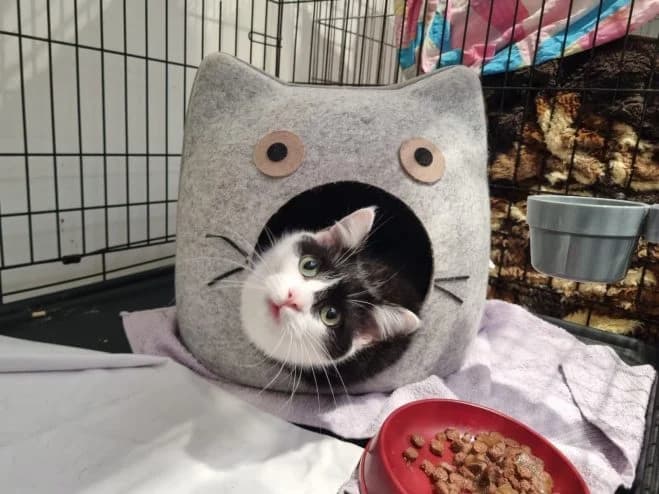 Henryk FeLV+, male 5yo mixed breed for adoption at Schronisko dla Zwierząt w Poznaniu, Poznan
