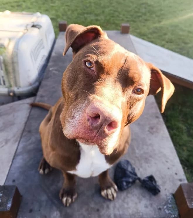 Byczek, male 5yo mixed breed for adoption at Schronisko dla Zwierząt w Poznaniu, Poznan