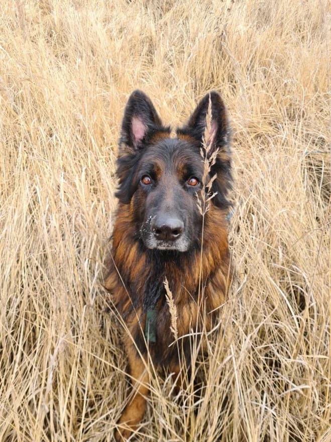 Legion, male 6yo German Shepherd for adoption at Schronisko dla Zwierząt w Poznaniu, Poznan