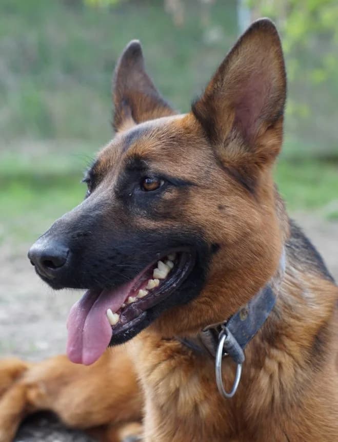Banshee, female 3yo German Shepherd for adoption at Schronisko dla Zwierząt w Poznaniu, Poznan