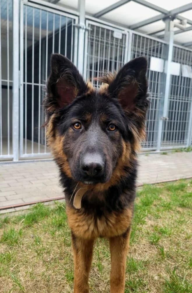 Kuromi, female 3yo German Shepherd for adoption at Schronisko dla Zwierząt w Poznaniu, Poznan