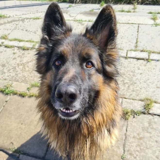 Upsi, male 4yo German Shepherd for adoption at Schronisko dla Zwierząt w Poznaniu, Poznan