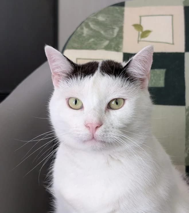 Surmacz FIV+, male 3yo mixed breed for adoption at Schronisko dla Zwierząt w Poznaniu, Poznan