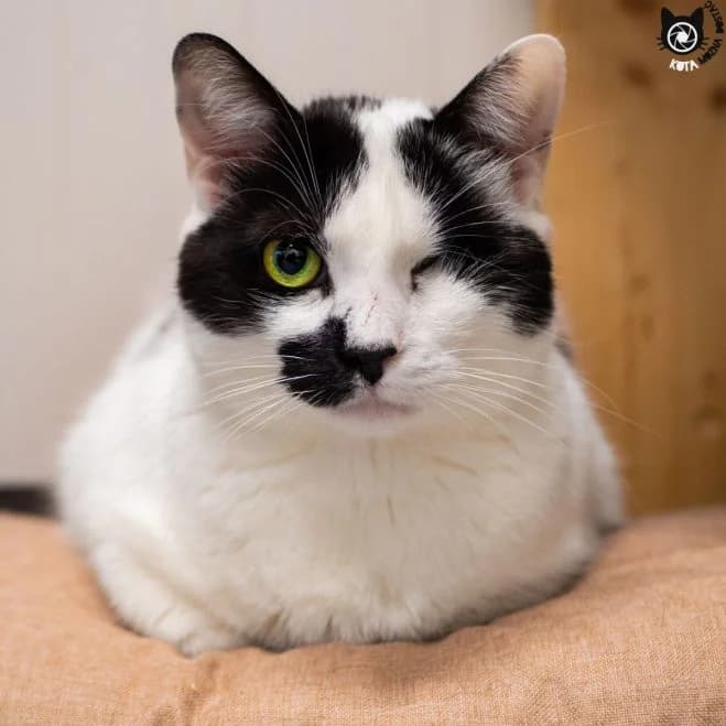 Otis FIV+, male 6yo mixed breed for adoption at Schronisko dla Zwierząt w Poznaniu, Poznan