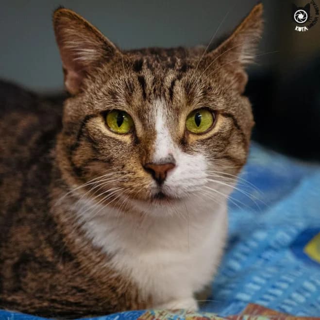 Gerwazy FIV+, male 5yo mixed breed for adoption at Schronisko dla Zwierząt w Poznaniu, Poznan