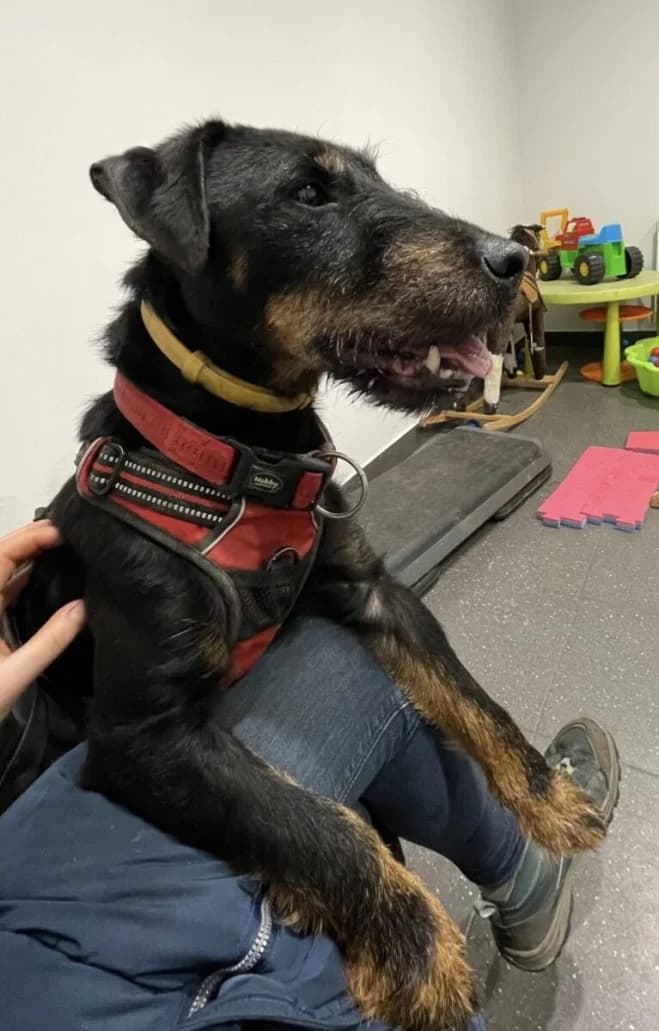 Maximus, male 7yo mixed breed for adoption at Schronisko dla Zwierząt w Poznaniu, Poznan