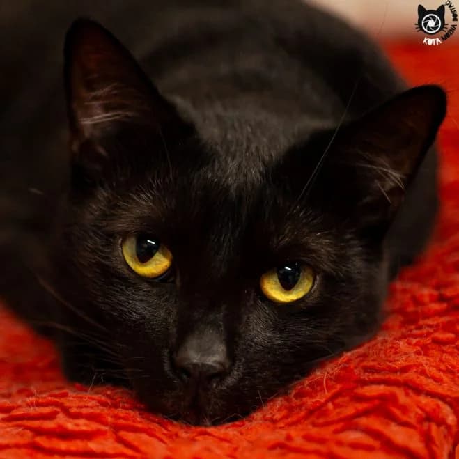 Mambo FIV+, male 7yo mixed breed for adoption at Schronisko dla Zwierząt w Poznaniu, Poznan