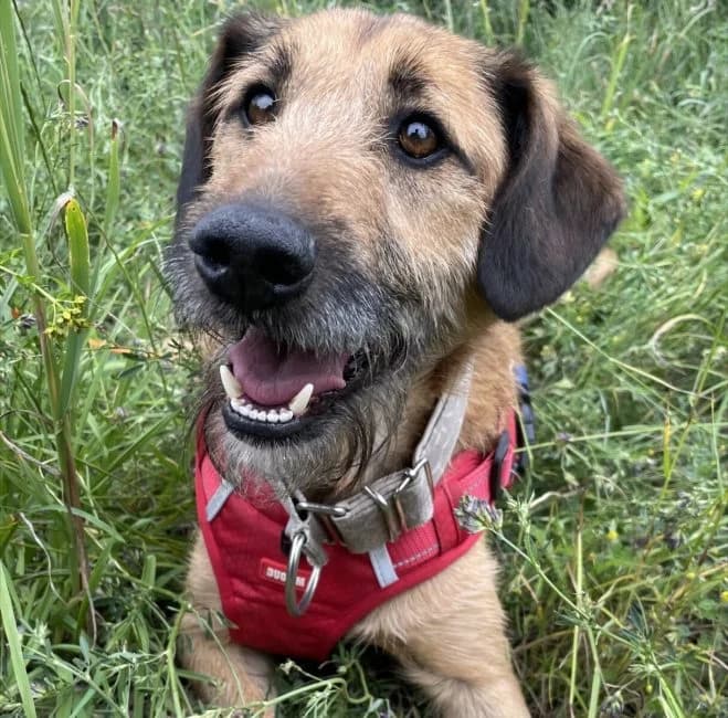 Roni, male 4yo mixed breed for adoption at Schronisko dla Zwierząt w Poznaniu, Poznan
