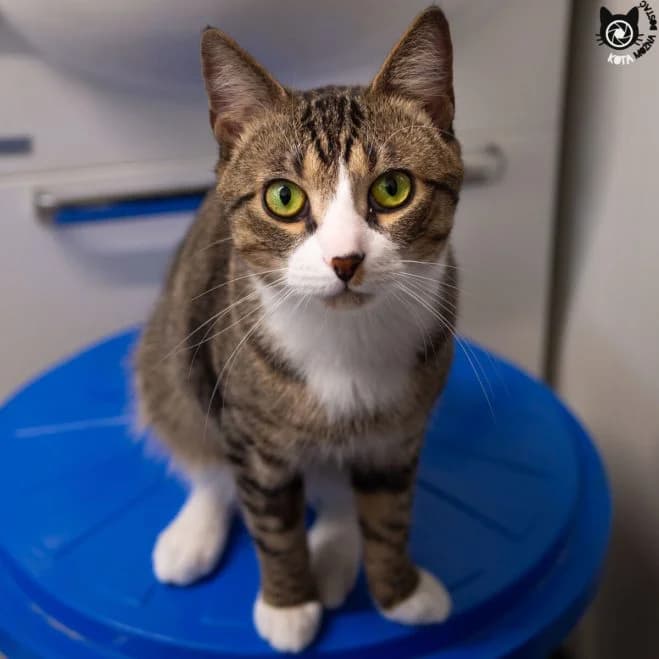 Ziajek FeLV+, male 3yo mixed breed for adoption at Schronisko dla Zwierząt w Poznaniu, Poznan