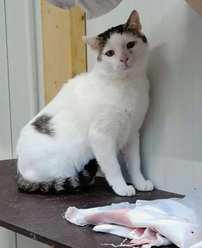 Kubuś Parchatek FIV+, male 5yo Mixed Breed for adoption at Schronisko dla Zwierząt w Poznaniu, Poznan