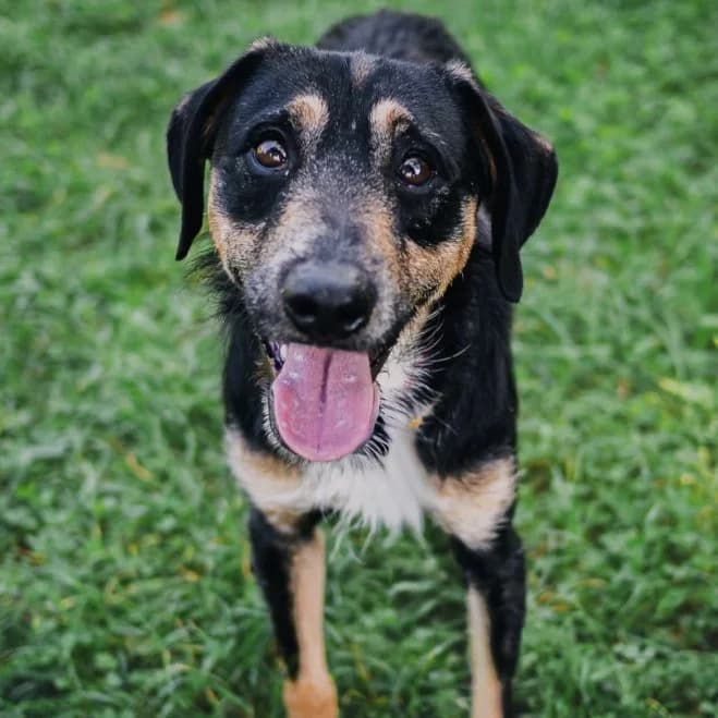 Sonny, male 3yo mixed breed for adoption at Schronisko dla Zwierząt w Poznaniu, Poznan
