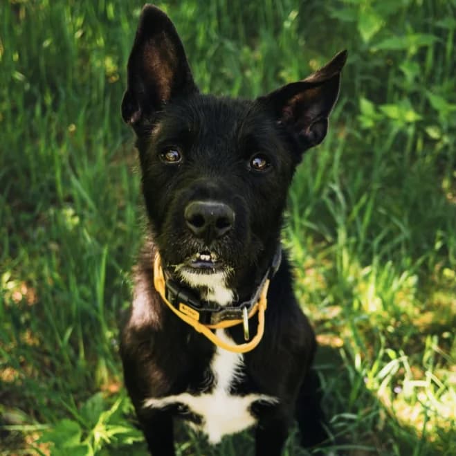 Denver, male 6yo mixed breed for adoption at Schronisko dla Zwierząt w Poznaniu, Poznan