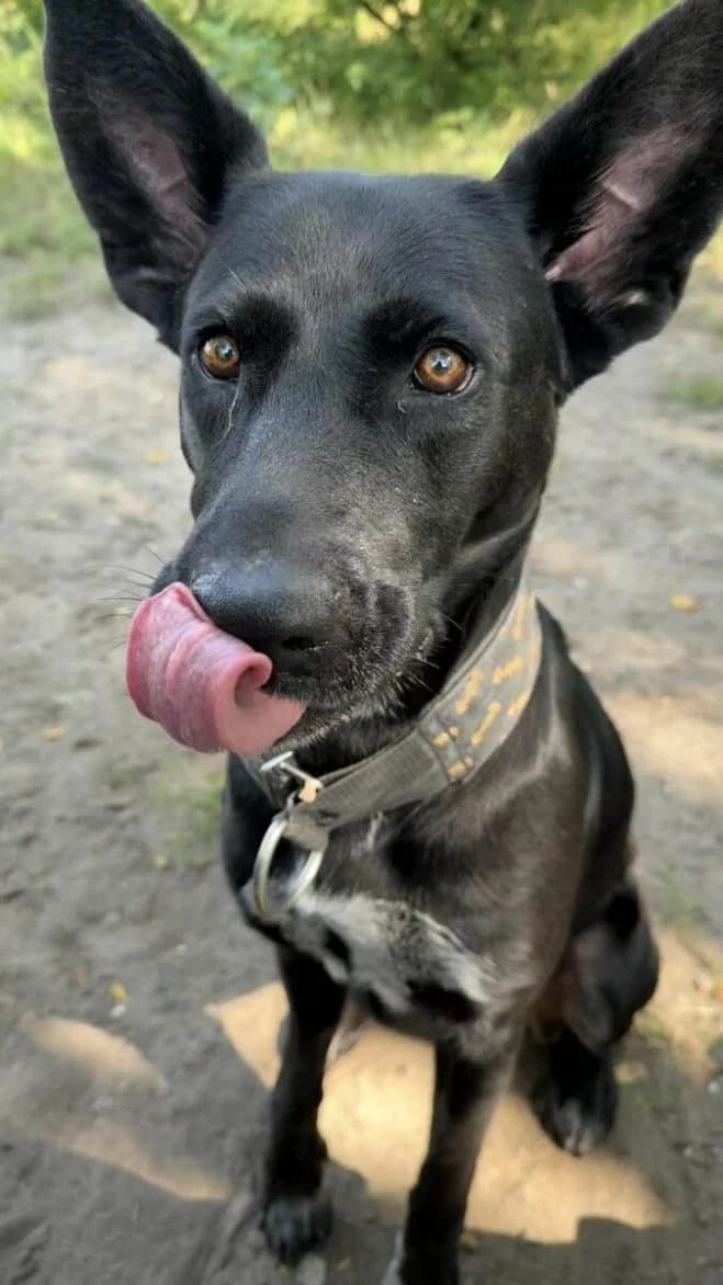 Tora, female 5yo mixed breed for adoption at Schronisko dla Zwierząt w Poznaniu, Poznan