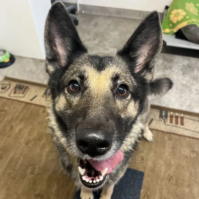 Sonia-2, female 7yo German Shepherd for adoption at Schronisko dla Zwierząt w Poznaniu, Poznan