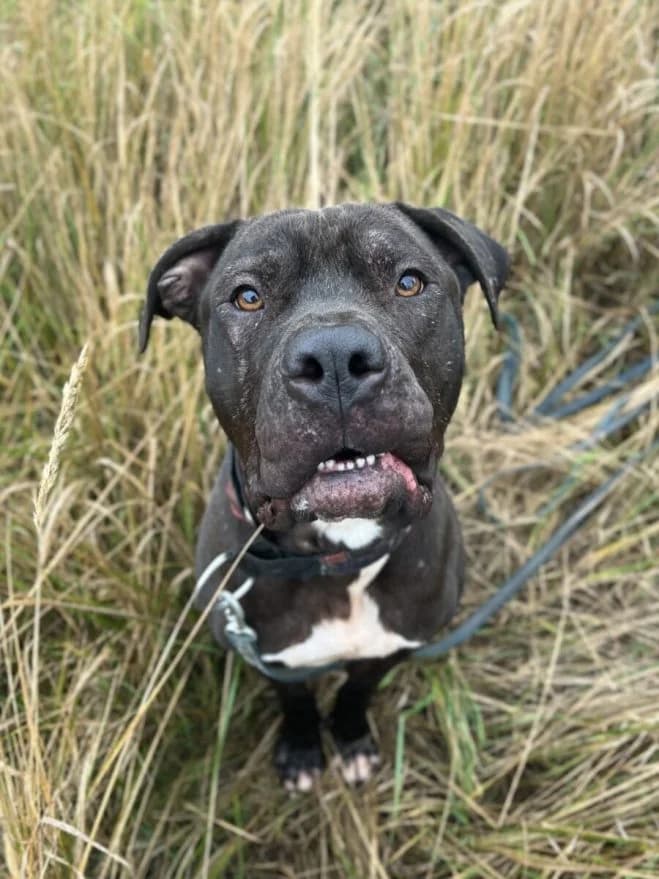 Jimmy, male 4yo mixed breed for adoption at Schronisko dla Zwierząt w Poznaniu, Poznan